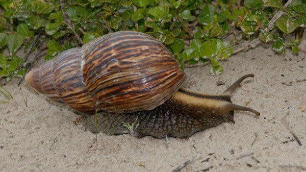Dedetização 151218180927_vert_pragas_7_640x360_npl_nocredit Pragas: conheça aglomerações de animais em proporções gigantescas Curiosidades