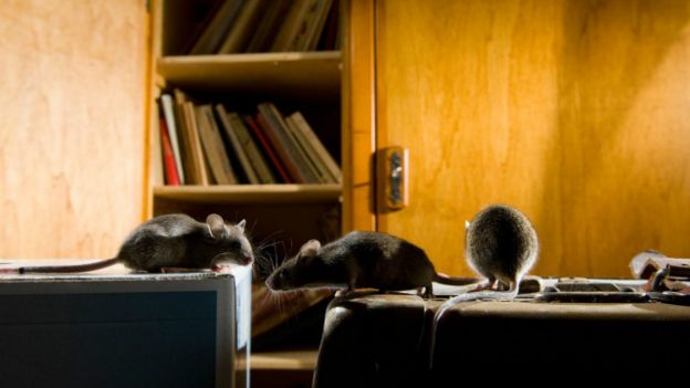 Dedetização 151218182048_vert_praga10_640x360_laurentgeslinnpl_nocredit Pragas: conheça aglomerações de animais em proporções gigantescas Curiosidades