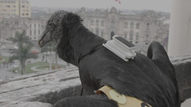 Foto: Gallinazo Avisa