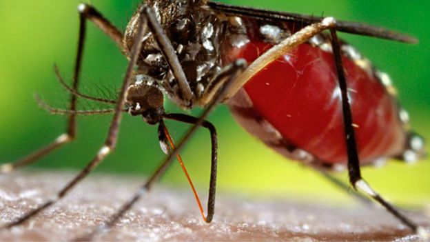El Aedes aegypti suele picar de día, bien temprano por la mañana y tarde por noche. 
