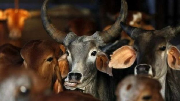 http://ichef.bbci.co.uk/news/ws/624/amz/worldservice/live/assets/images/2016/01/15/160115114410_india_beef_640x360_reuters_nocredit.jpg