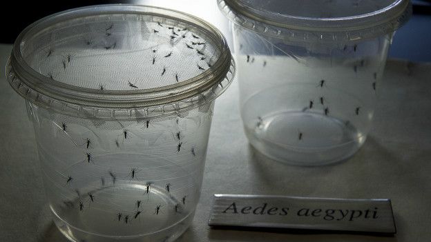 Mosquitos Aedes aegypti, transmisores del zika y otros virus, son vistos dentro de un recipiente en un laboratorio brasileño.