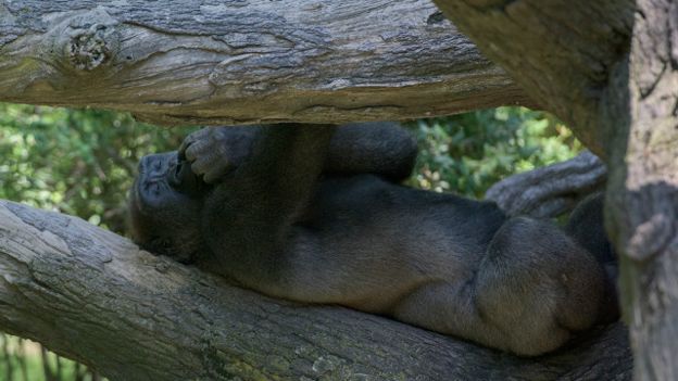 Un mono durmiendo en un árbol