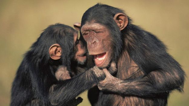 160216172002_mother_and_baby_chimps_624x351_npl_nocredit.jpg