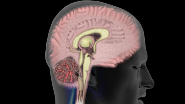Una imagen del cerebro humano