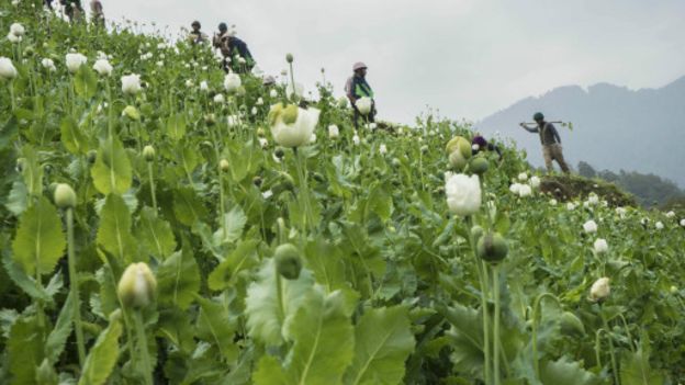 160225091403_cn_myanmar_kachin_poppy_512