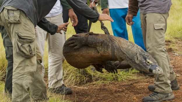 Un dragón Komodo capturado.