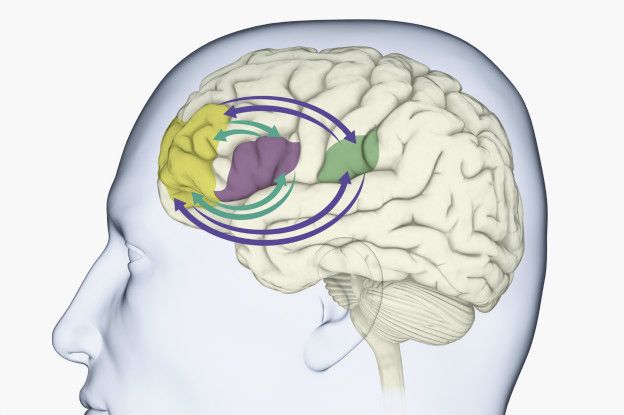Cerebro