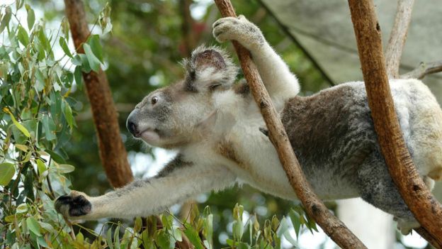 Alamy