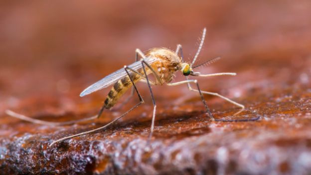 Mosquito Aedes Aegipti