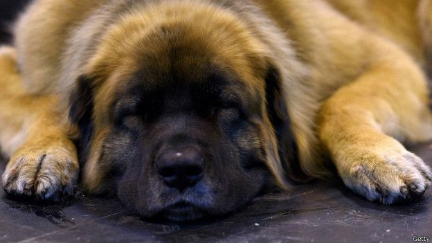 Un perro que duerme