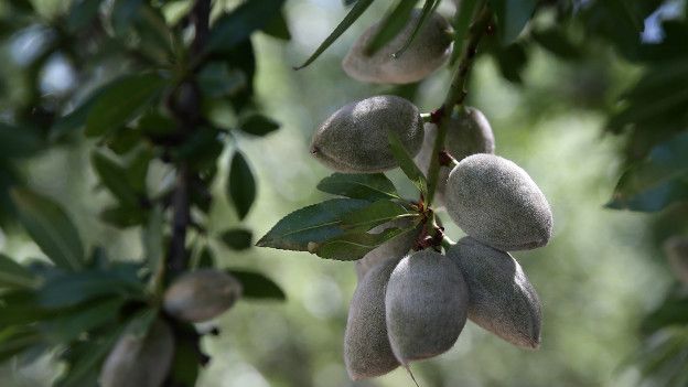 Almendros