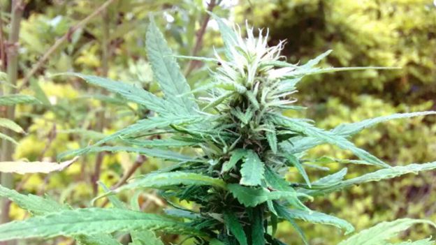 160420142142_maconha_guerrilha_640x360_a