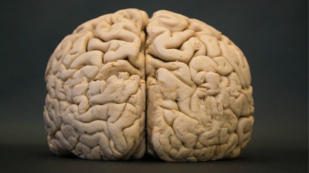 Cerebro humano