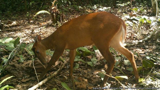 Inilah Binatang Langka Indonesia Yang Sulit Ditemui Di Alam Liar