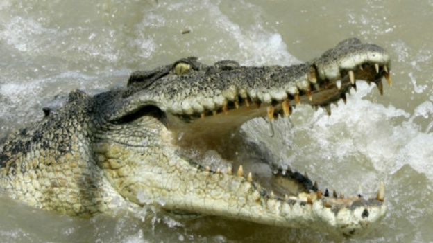 160518055619_saltwater_512x288_ap_nocred