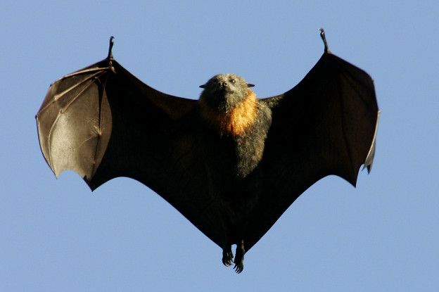 Zorro volador australiano emprendiendo el vuelo