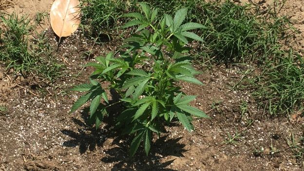Planta de marihuana