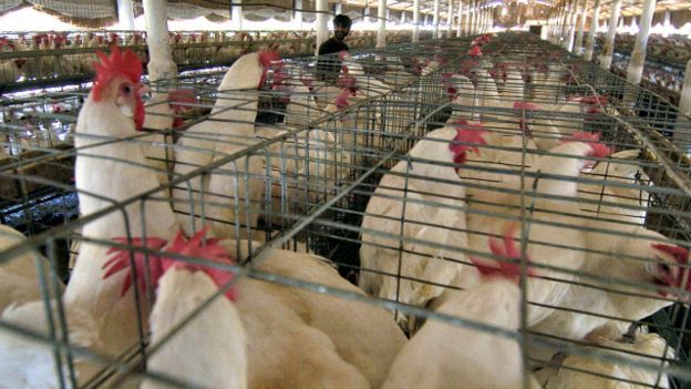 160603115028_pakistan_hen_chicken_poultr