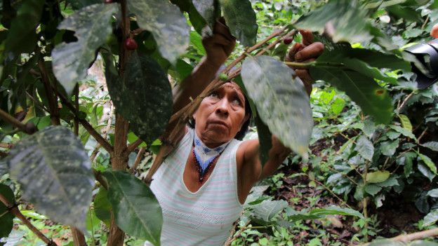 Irene Guasiruma recoge granos de café