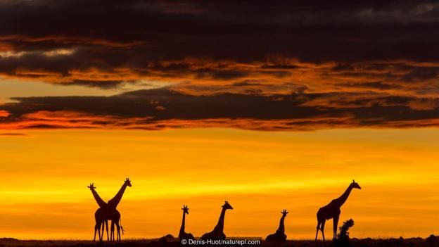 Zürafanın boynu neden uzun? Beslenmek için değil!