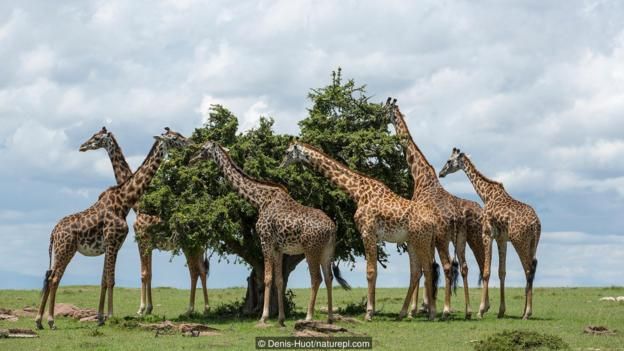 Zürafanın boynu neden uzun? Beslenmek için değil!