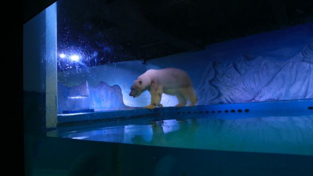 北極熊比薩在玻璃缸內