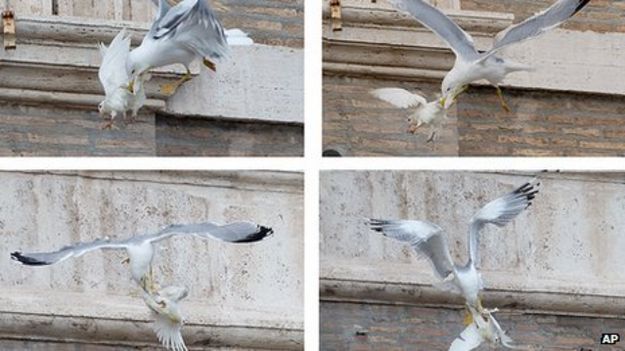 Gaviota ataca palomas de la paz