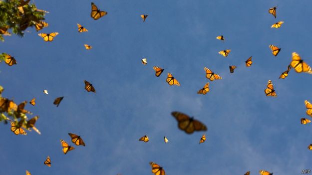 Mariposas volando