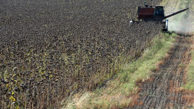 поле подсолнухов