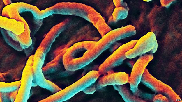 Vírus do ebola / Crédito: EPA