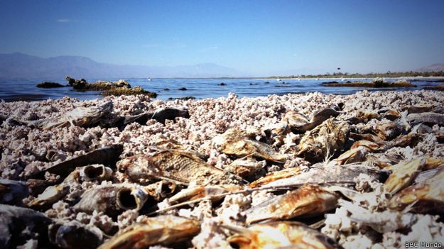 Peces muerto en el mar de Salton, California