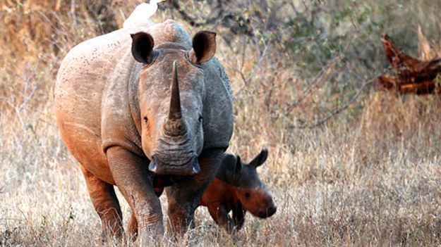 141101121500_rhino_512x288_afp_nocredit.