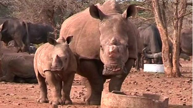 141102110035_rhino_512x288_reuters_nocre