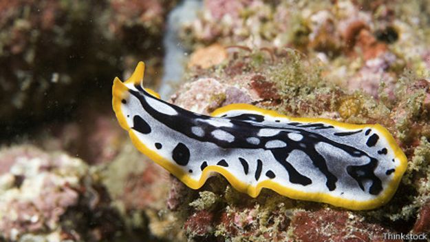 141111115716_regrow_flatworm_464x261_thinkstock.jpg