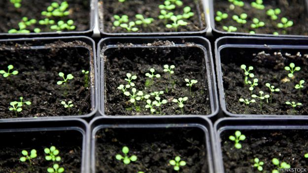 Arabidopsis