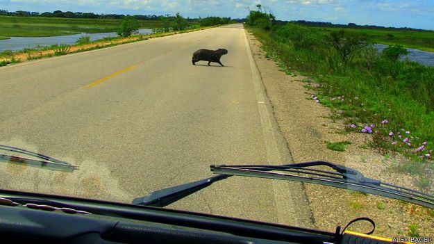 Carpincho cruzando una carretera en Brasil