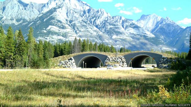 Puente para el paso de animales sobre una carretera en el Parque Naciopnal Banff en Canadá