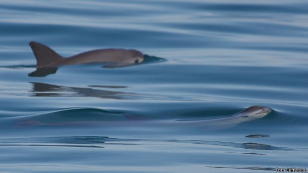 Vaquitas marinas