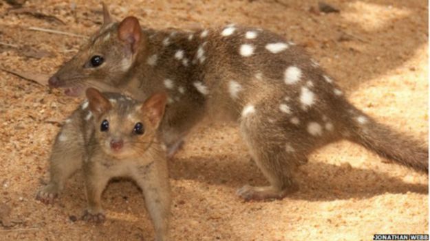 150210155933_aussie_mammal_northern_quol