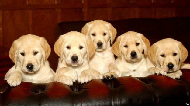 Perros
