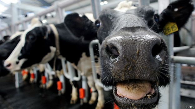 Корова на молочной ферме
