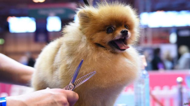 Pomeranian