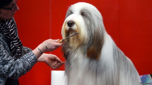 Collie barbudo