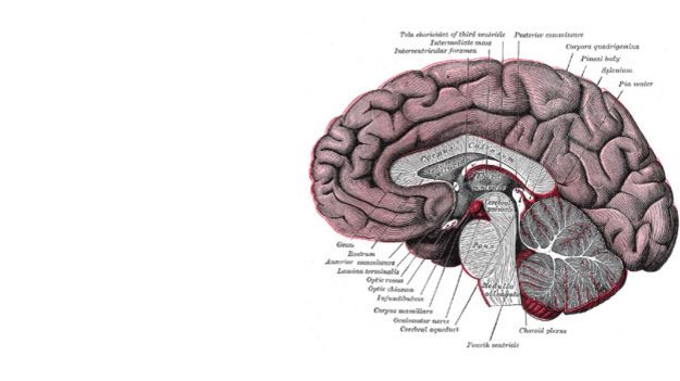 Cérebro humano