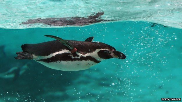 Pingüinos