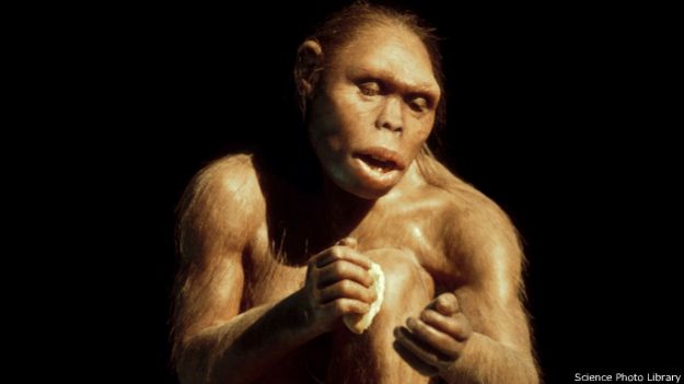 Homo habilis