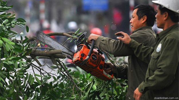 Cây xanh Hà Nội