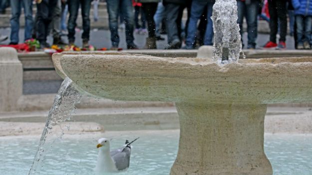 Hollanda'dan Roma'ya çeşme parası Hollanda'dan Roma'ya çeşme parası