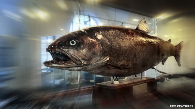 Salmón del Danubio